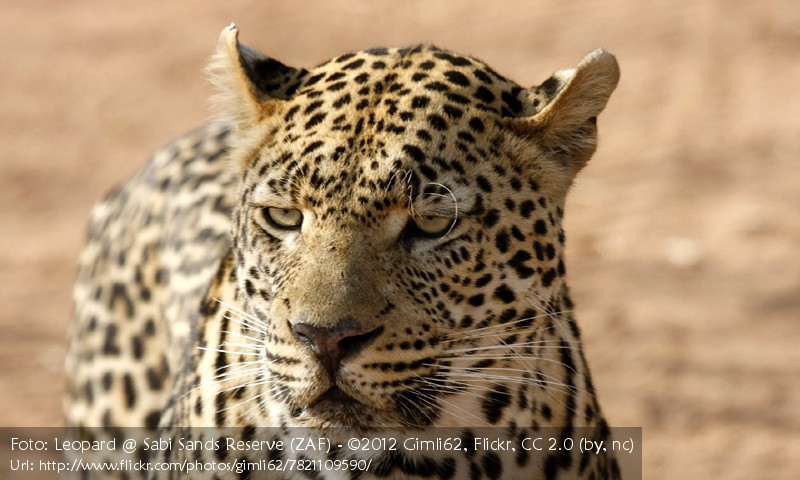 Der Leopard Kidogos Big Cats