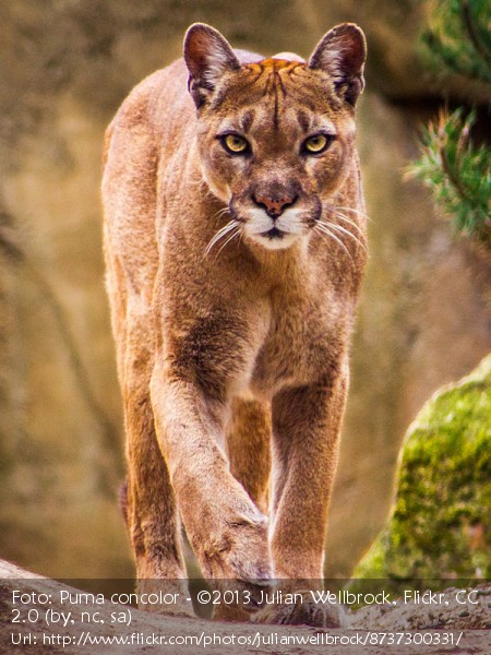 Bildergebnis fÃ¼r der Puma