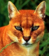 Die Goldkatze