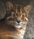 Die asiatiche Goldkatze