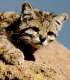 Die Bergkatze