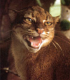 Die Borneo-Goldkatze