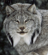 Der canadische Luchs