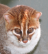 Die Flackopfkatze