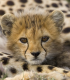 Der Gepard