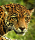 Der Jaguar
