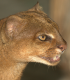 Der Jaguarundi