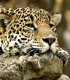 Der Leopard