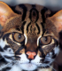 Die Leopardkatze