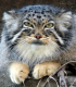 Der Manul