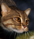 Die Rostkatze