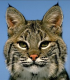 Der Rotluchs