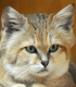 Die Sandkatze