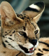 Der Serval