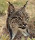 Der spanische Luchs