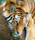 Der Tiger