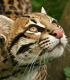 Die Tigerkatze