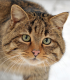 Die Wildkatze