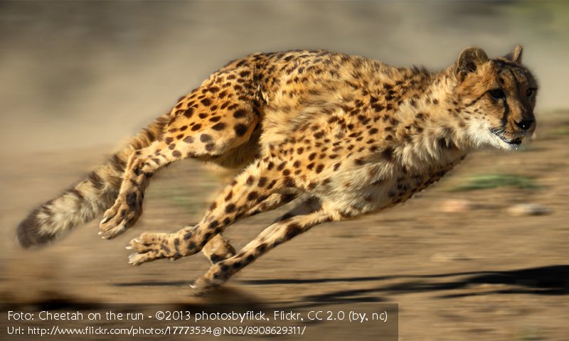   Gepard  -  6