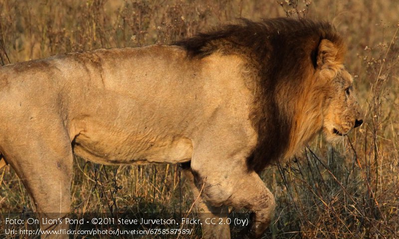 Des Lowen Mahne Und Ihre Bedeutung Kidogos Big Cats