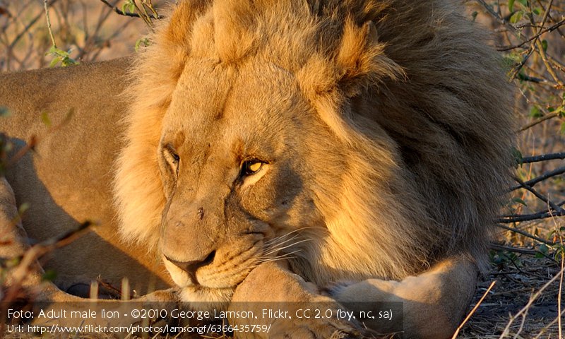 Des Lowen Mahne Und Ihre Bedeutung Kidogos Big Cats